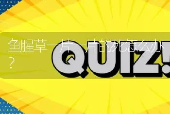 养殖肉鸽不知道哪种市场畅销?