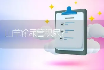 山羊输尿管积尿?