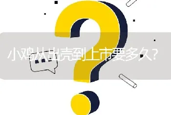 小鸡从出壳到上市要多久?