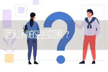 西红柿的茎变黑?