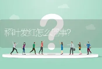 稻叶发红怎么回事?