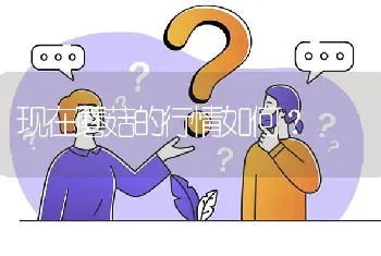 现在蘑菇的行情如何?