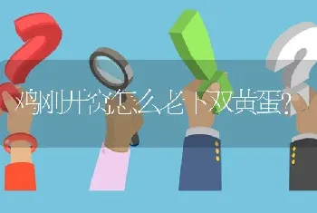 鸡刚开窝怎么老下双黄蛋?