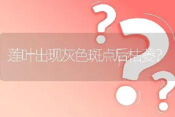 莲叶出现灰色斑点后枯萎?