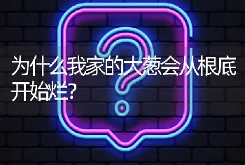 为什么我家的大葱会从根底开始烂?