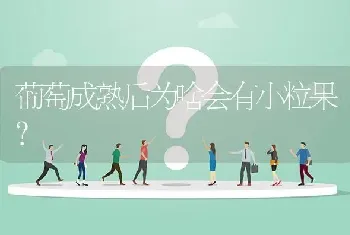 葡萄成熟后为啥会有小粒果?