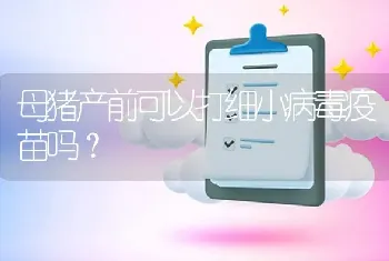 母猪产前可以打细小病毒疫苗吗?