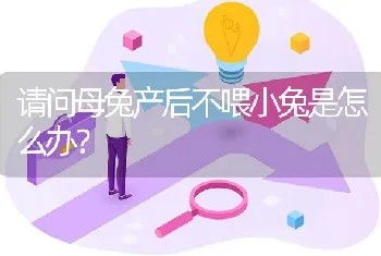 请问母兔产后不喂小兔是怎么办?