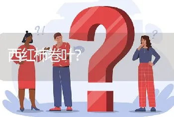 西红柿卷叶?