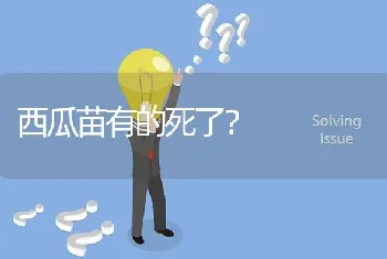 西瓜苗有的死了?