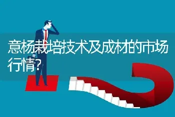 意杨栽培技术及成材的市场行情?