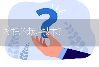 批把的栽培技术?