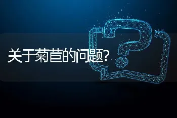 关于菊苣的问题?