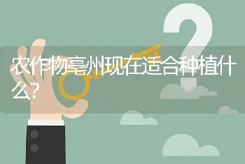 农作物亳州现在适合种植什么?