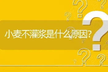 小麦不灌浆是什么原因?