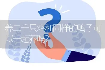 养二千只鸡和同样的鸭子可以一起养吗?