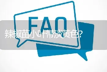 辣椒苗小叶带淡黄色?