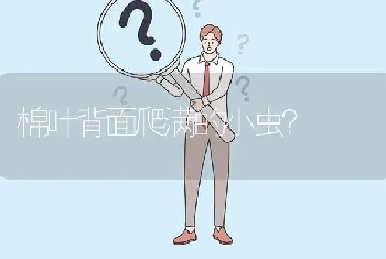 棉叶背面爬满的小虫?