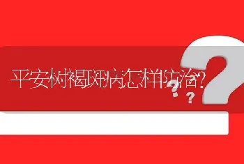 平安树褐斑病怎样防治?