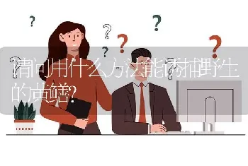 请问用什么方法能诱捕野生的黄鳝?