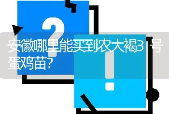 安徽哪里能买到农大褐3号蛋鸡苗?