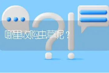 哪里收购虫草呢?