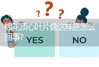 棉花顶心叶片像这样是怎么回事?