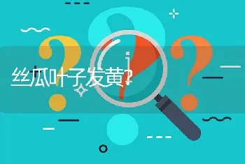 丝瓜叶子发黄?