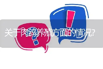 关于肉鸽养殖方面的情况?