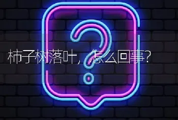 柿子树落叶,怎么回事?