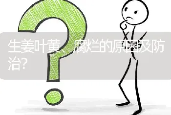 生姜叶黄、腐烂的原因及防治?