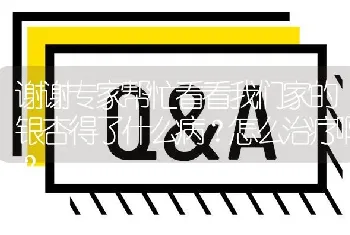 谢谢专家帮忙看看我们家的银杏得了什么病?怎么治疗啊?