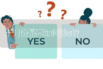 十月份茶园如何修剪?