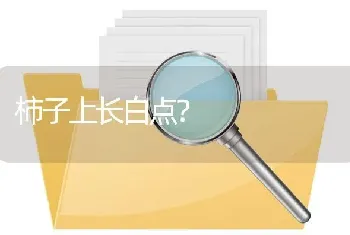 柿子上长白点?