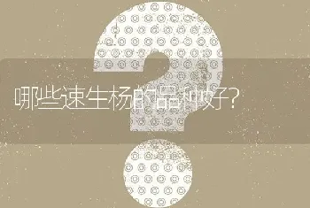 哪些速生杨的品种好?