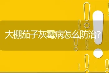 大棚茄子灰霉病怎么防治?