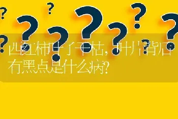 西红柿叶子干枯,叶片背后有黑点是什么病?