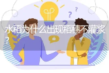 水稻为什么出现稻穗不灌浆?