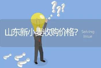 山东新小麦收购价格?