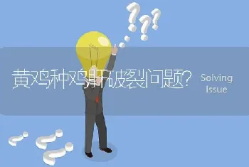 黄鸡种鸡肝破裂问题?