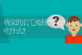 我家的长毛兔妊期现在应该吃什么?