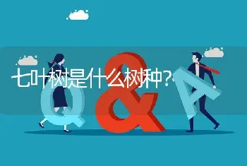 七叶树是什么树种?