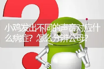 小鸡发出不同的声音对应什么病症?怎么分辨公母?