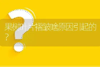 果树叶片褶皱啥原因引起的?