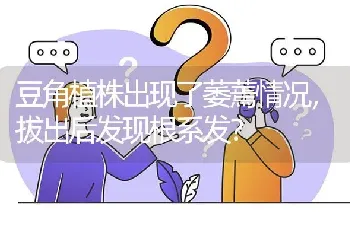 豆角植株出现了萎蔫情况,拔出后发现根系发?