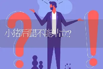 小猪后腿不能站立?