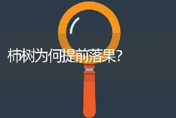 柿树为何提前落果?