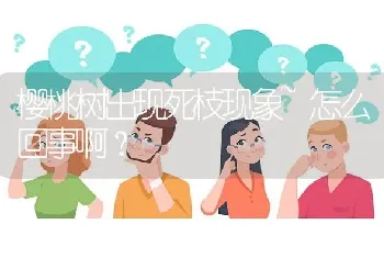 樱桃树出现死枝现象~怎么回事啊?