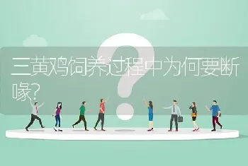 三黄鸡饲养过程中为何要断喙?