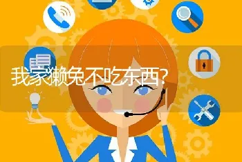 我家獭兔不吃东西?